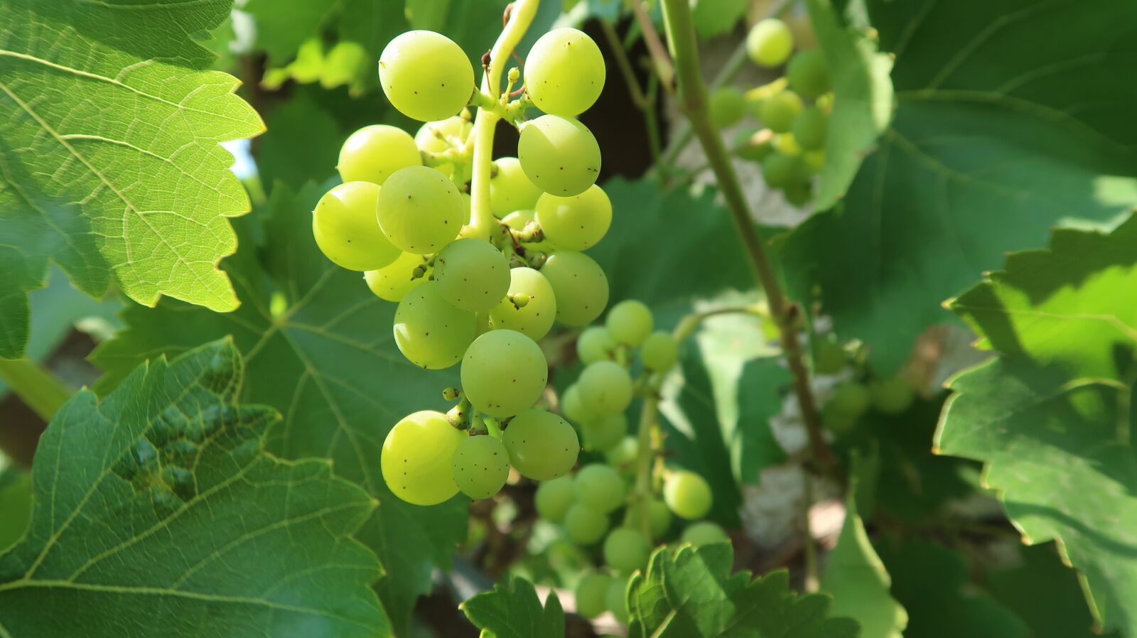Canon PowerShot G7 X Mark II sample photo. The grapes, nature, summer photography