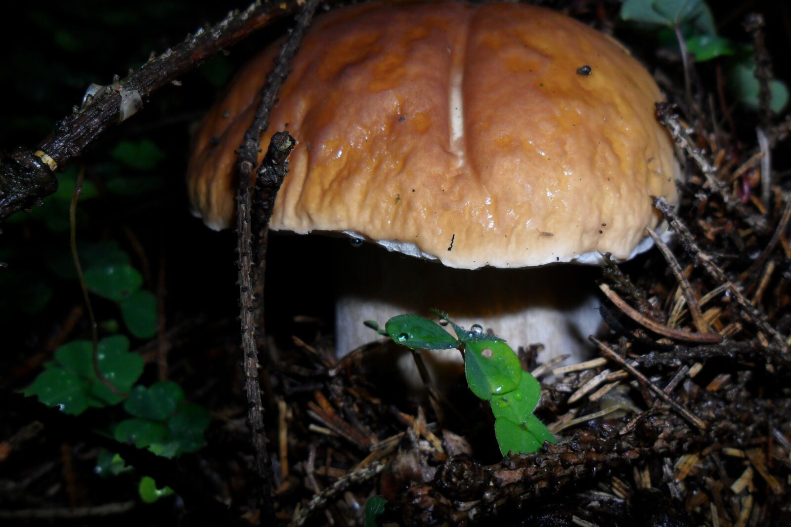 Samsung ES25, ES27 / VLUU ES25, ES27 /  SL45 sample photo. Boletus, forest, autumn photography