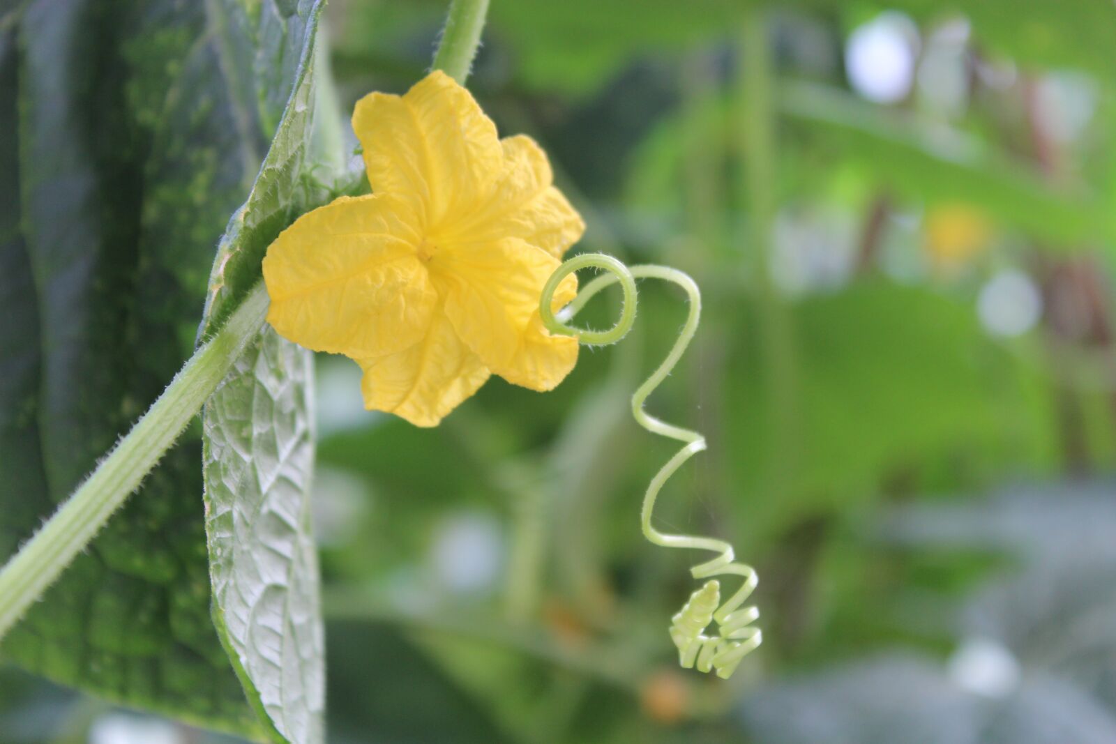 Canon EOS 600D (Rebel EOS T3i / EOS Kiss X5) sample photo. Cucumber, vegetable, vine photography