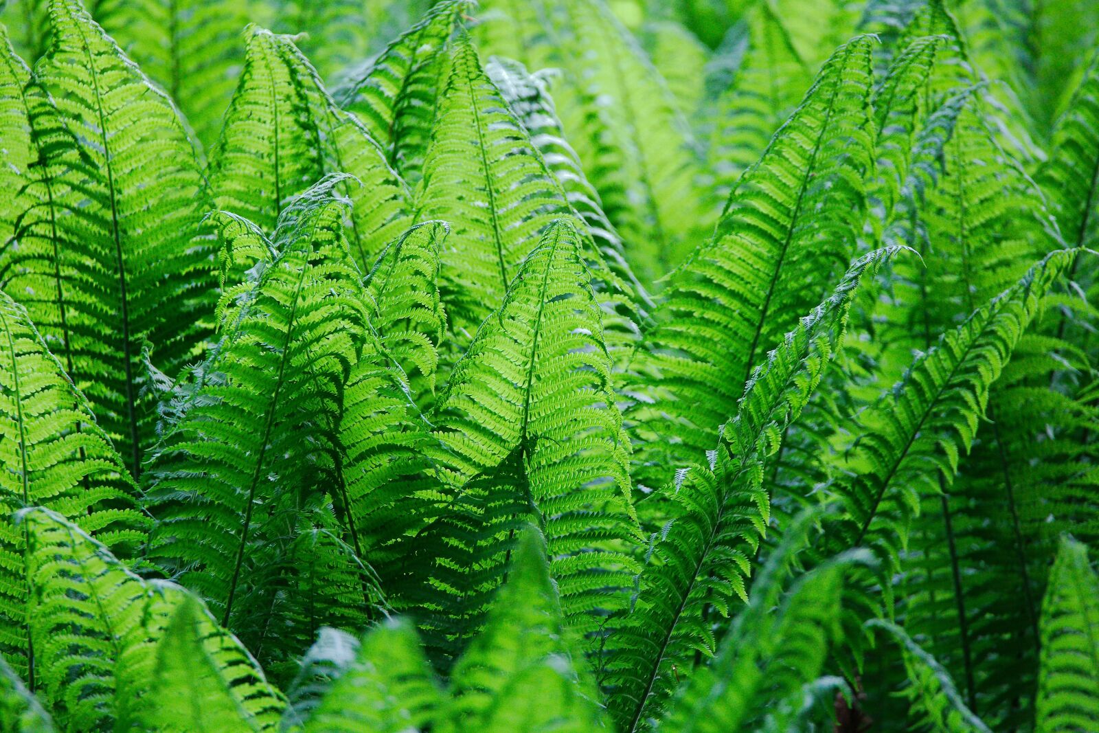 Canon EOS 6D sample photo. Leaf, plant, nature photography