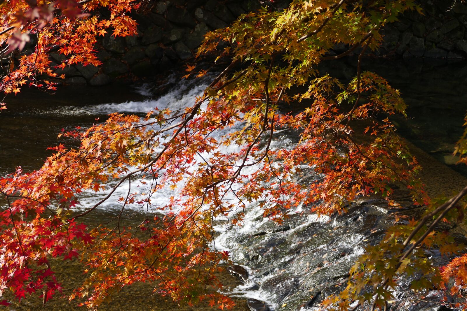 Panasonic Lumix DMC-FZ1000 sample photo. Kyoto, foliage, autumn color photography