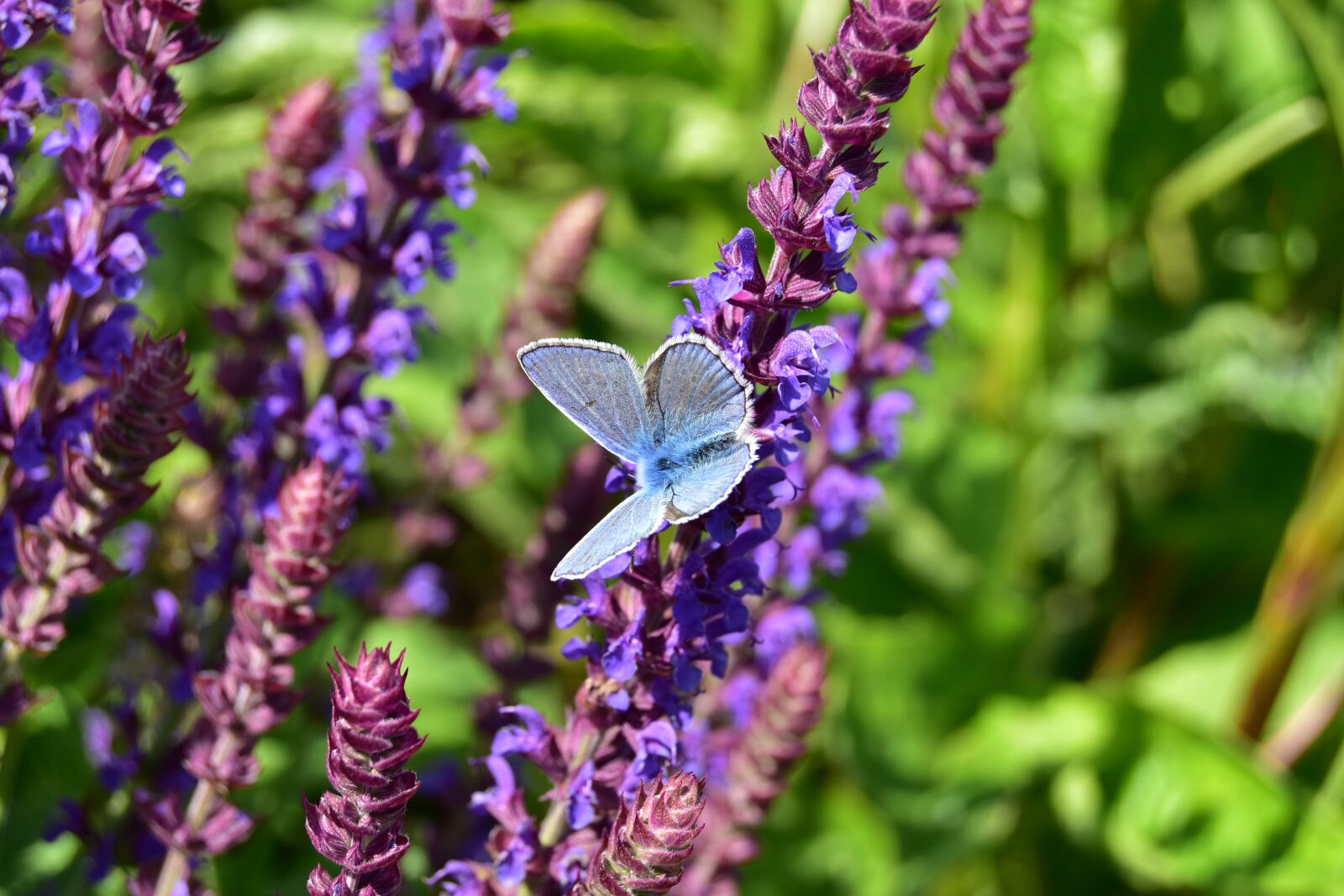 Nikon D5600 sample photo. Butterfly from the rear photography