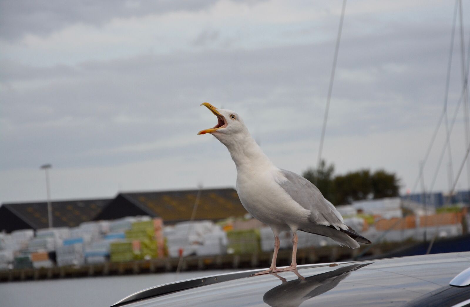 Nikon D5200 sample photo. Seagull, sings, seabird photography