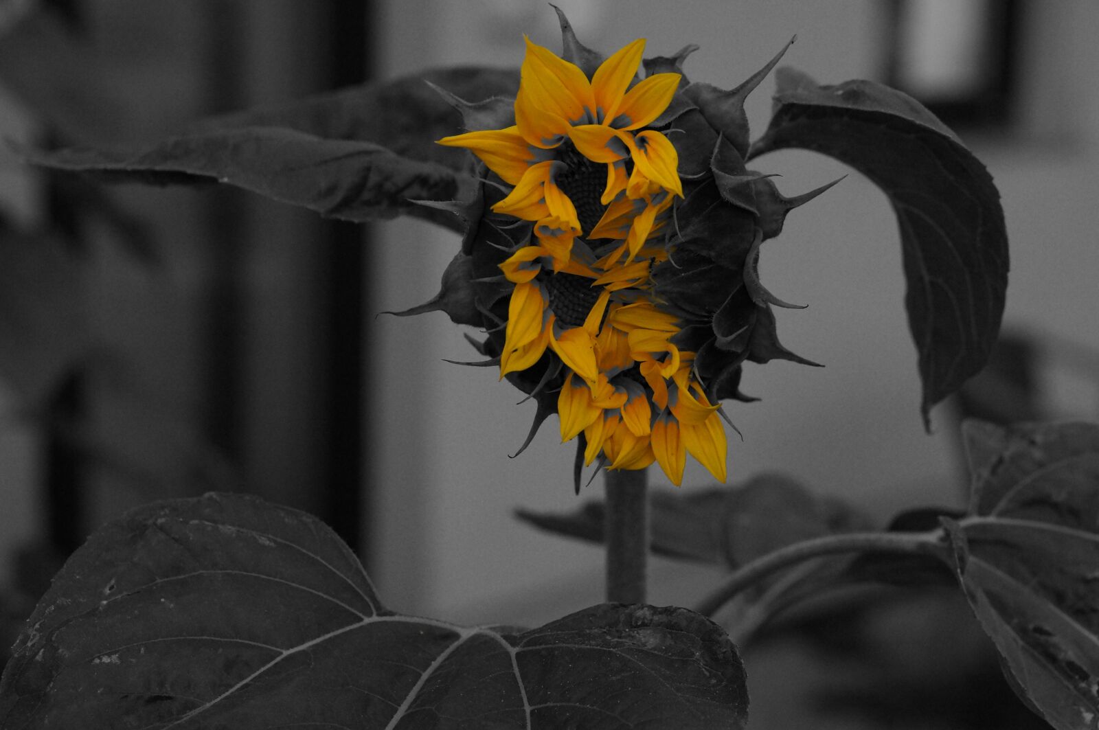 Sony Alpha NEX-6 + E 50mm F1.8 OSS sample photo. Sunflower, flower, flower of photography