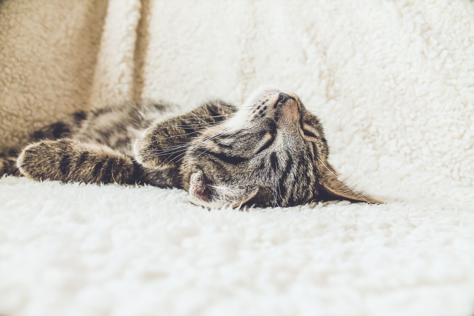 Canon EOS 1100D (EOS Rebel T3 / EOS Kiss X50) sample photo. Cat, sleeping, tired photography