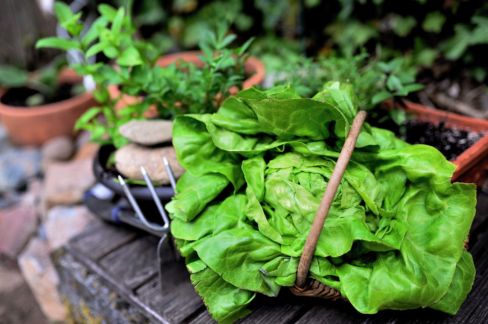 Nikon D610 sample photo. Salad, herbs, garden photography
