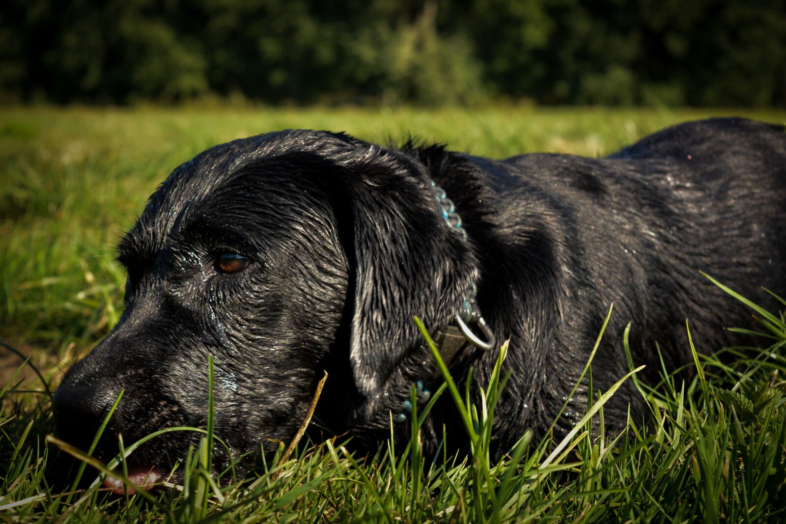 Nikon D5200 sample photo. Dog, labrador, black photography
