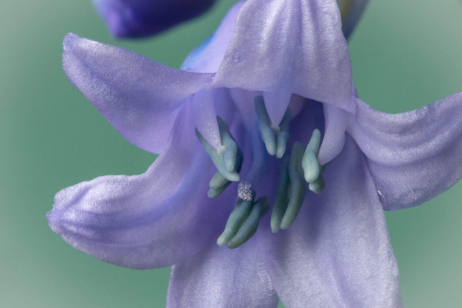 Canon EF 100mm F2.8L Macro IS USM sample photo. Bluebell, spanish, bloom photography