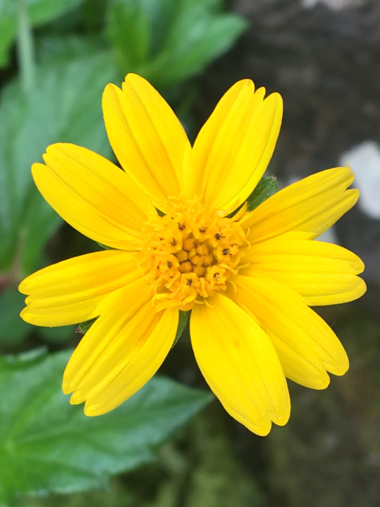 Apple iPhone 6s sample photo. Flower, flora, yellow photography