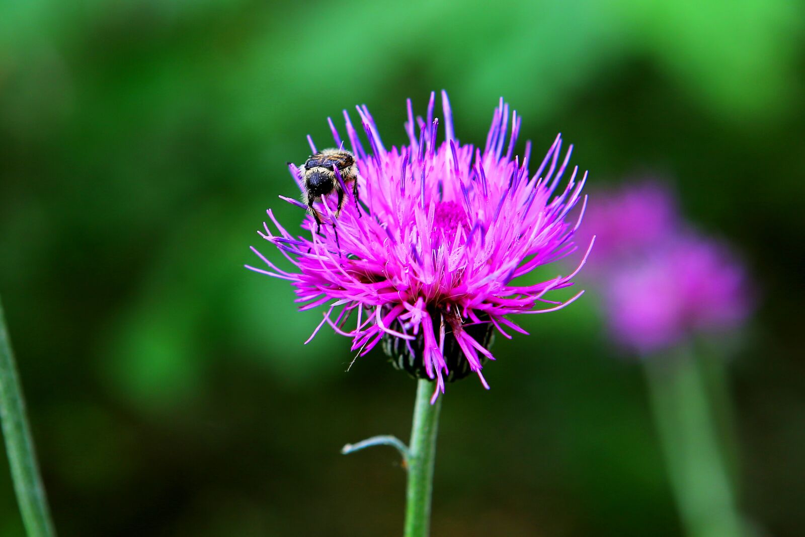 Canon EOS 5D Mark III sample photo. Insects, flowers, nature photography