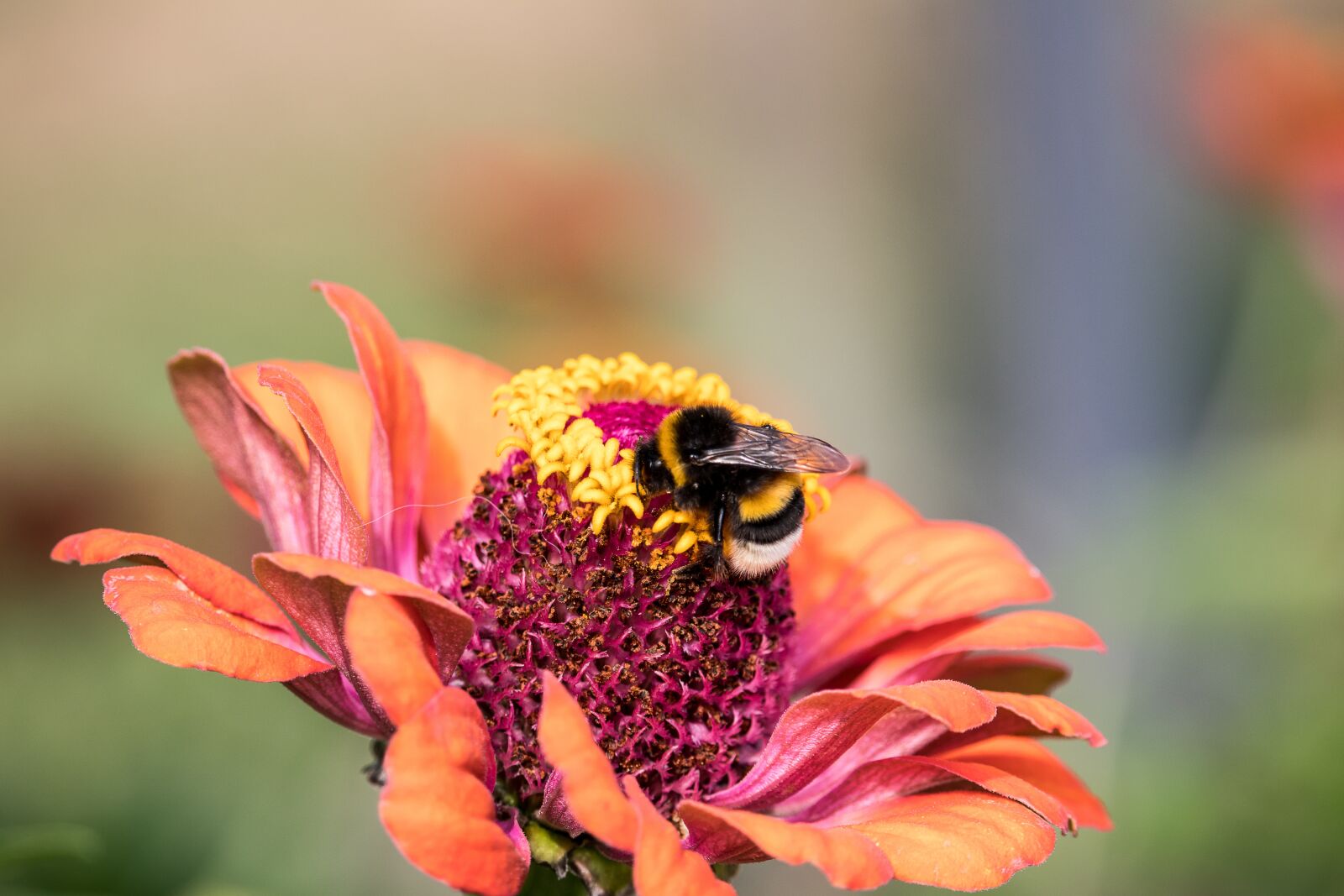 Canon EF-S 55-250mm F4-5.6 IS STM sample photo. Hummel, insect, animal photography