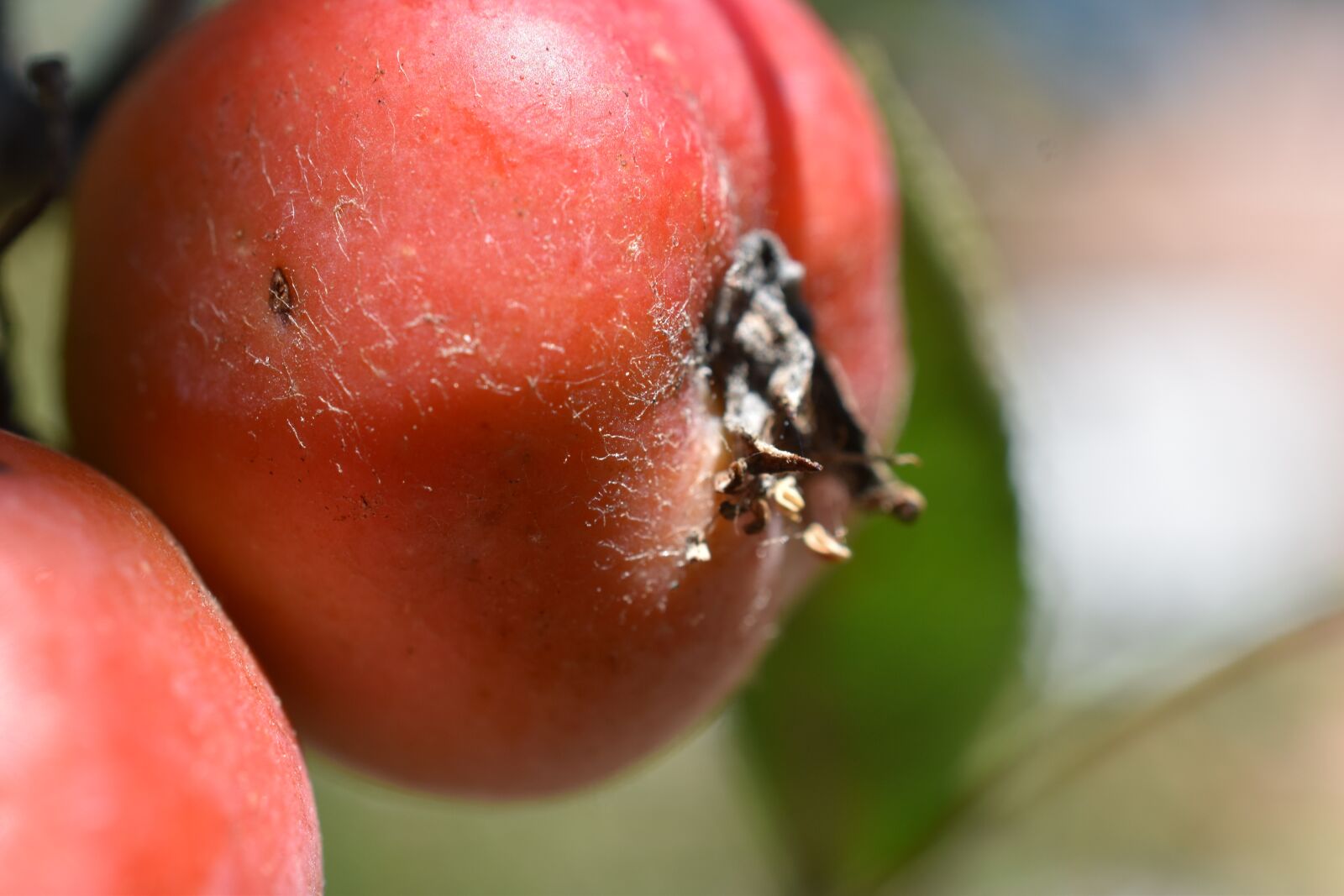 Nikon D5600 sample photo. Fruits, fruit, apple photography