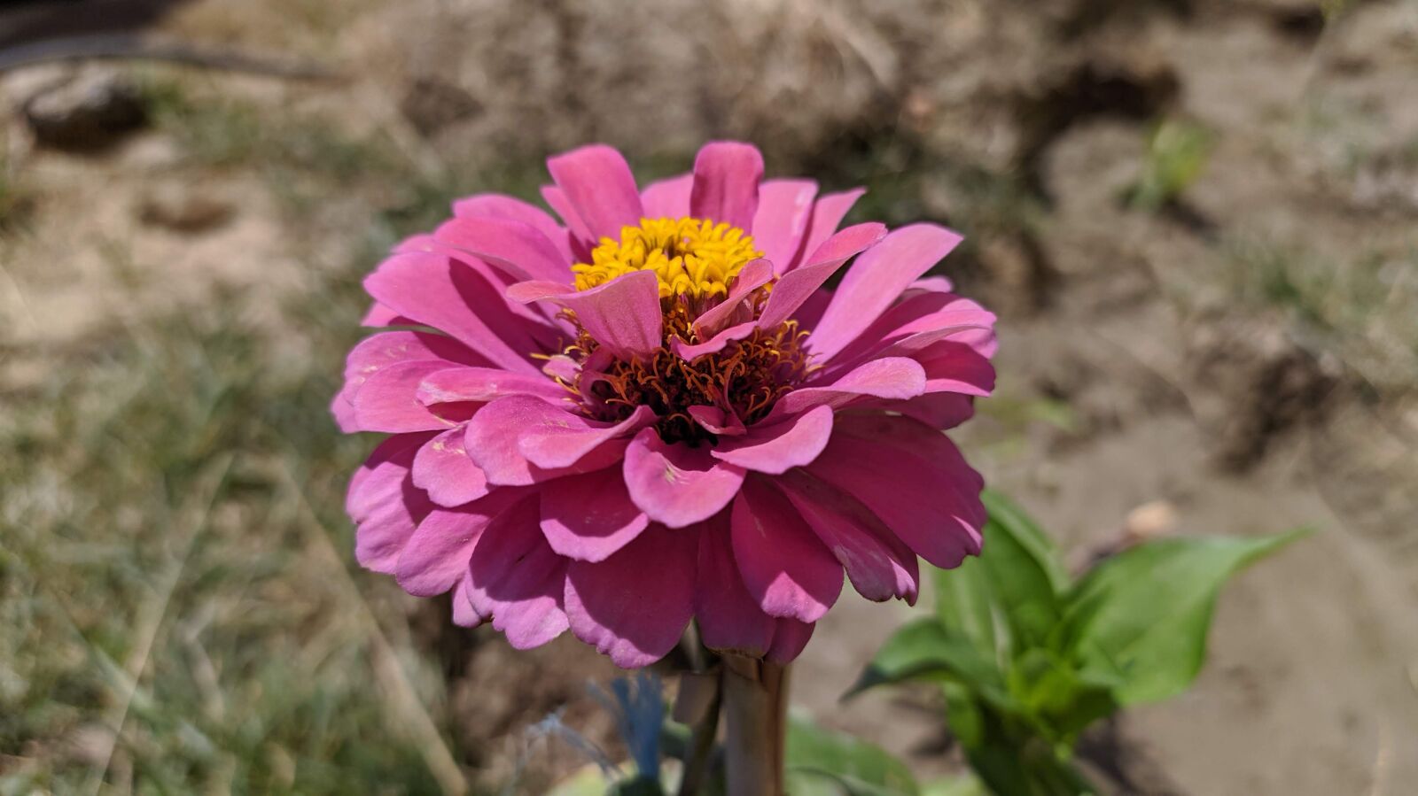 Xiaomi Redmi Note 8 sample photo. Flower, nature, rose photography