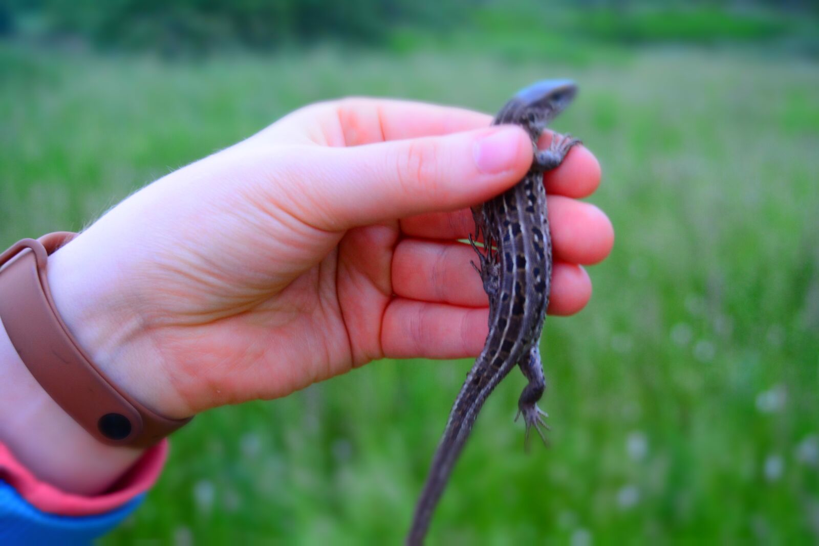 Nikon D5200 sample photo. Lizard, grass, reptile photography