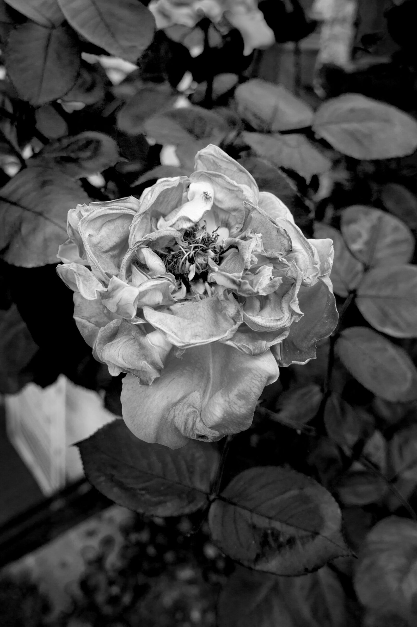 Sony Alpha NEX-3 + Sony E 18-55mm F3.5-5.6 OSS sample photo. Pink, garden, faded photography