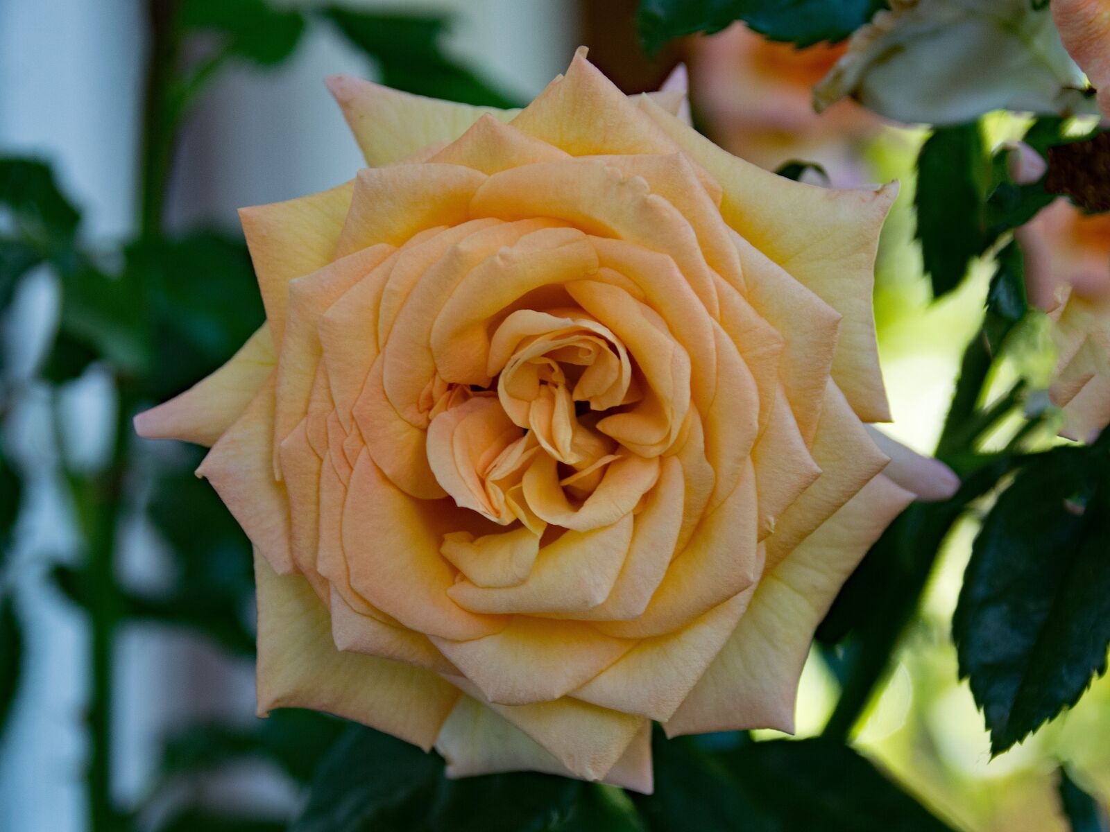 Nikon D5300 sample photo. Rose, baroque, shrub rose photography