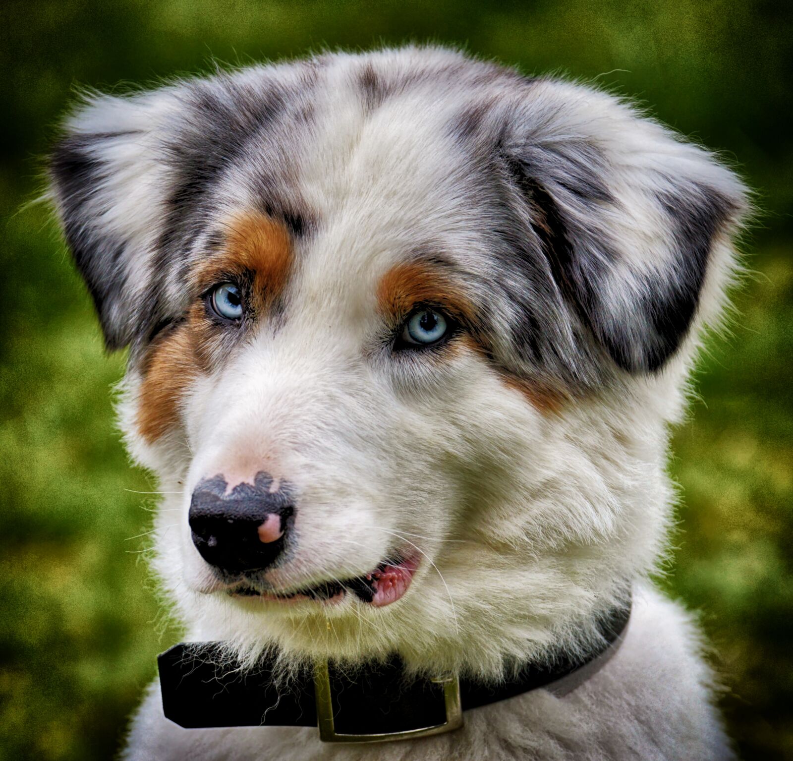 Nikon D3200 sample photo. Dog, young, play photography