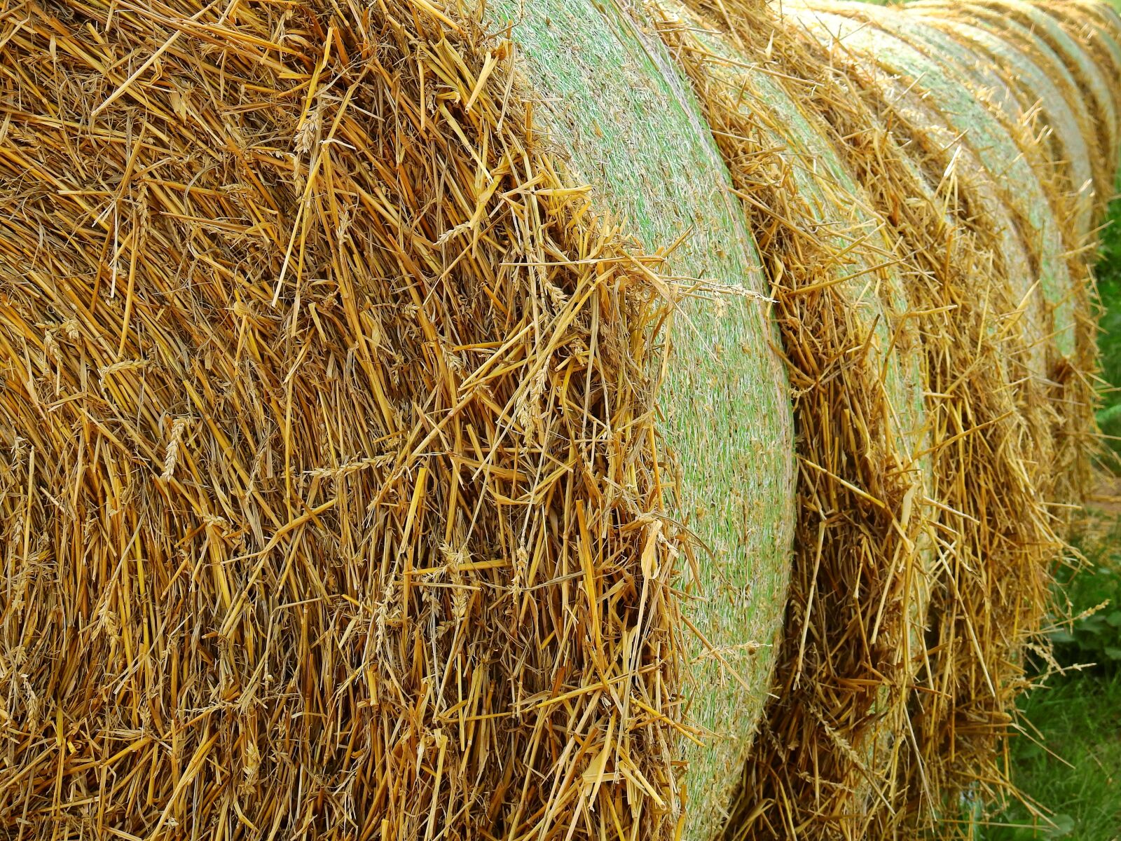 Nikon Coolpix P900 sample photo. Straw, field, agriculture photography