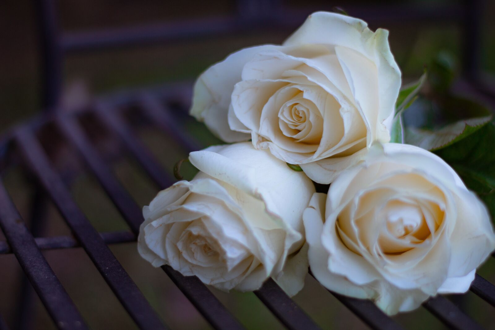 Canon EF 50mm F1.8 STM sample photo. Rose, white rose, roses photography