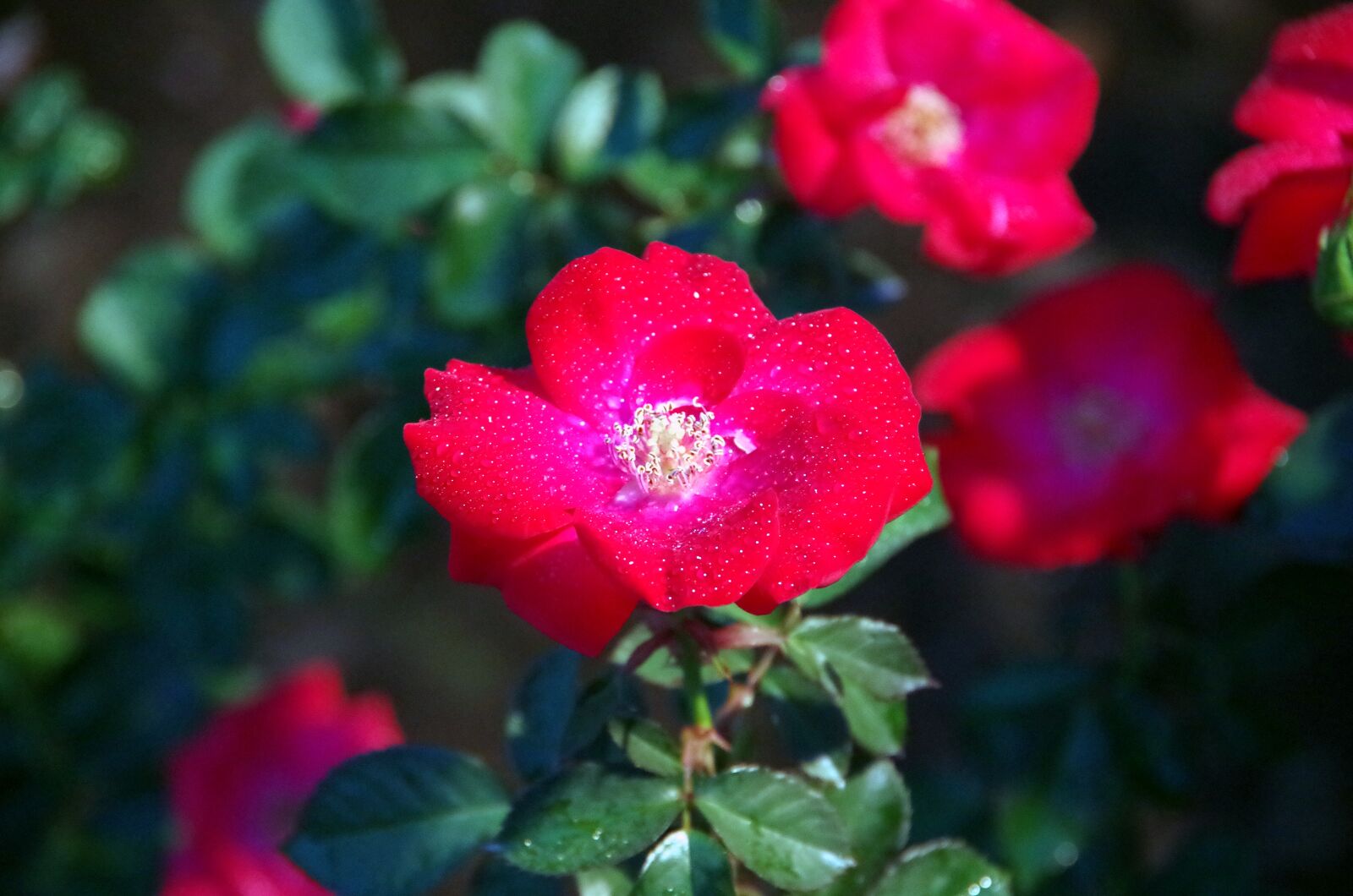 Pentax K-30 sample photo. Camellia, red flowers, flowers photography
