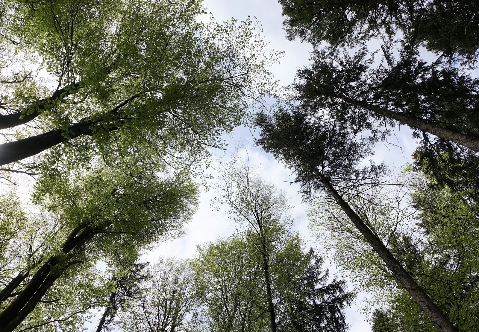 Sony Cyber-shot DSC-RX10 III sample photo. Trees, crowns, forest photography