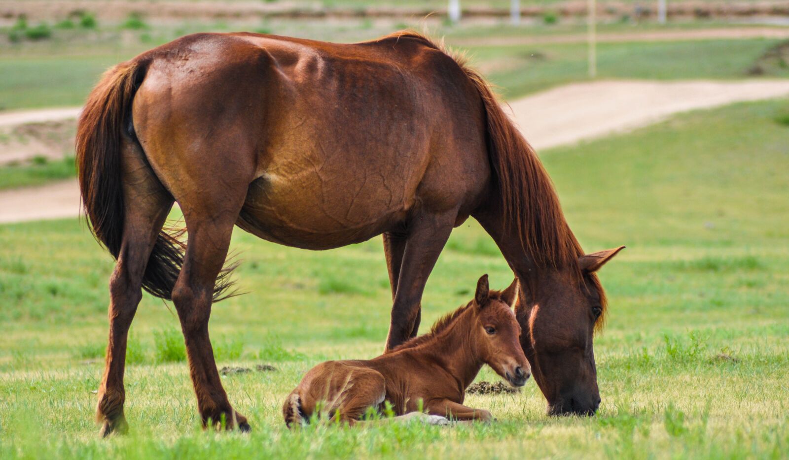 Nikon D90 sample photo. Horse, mare, foal photography