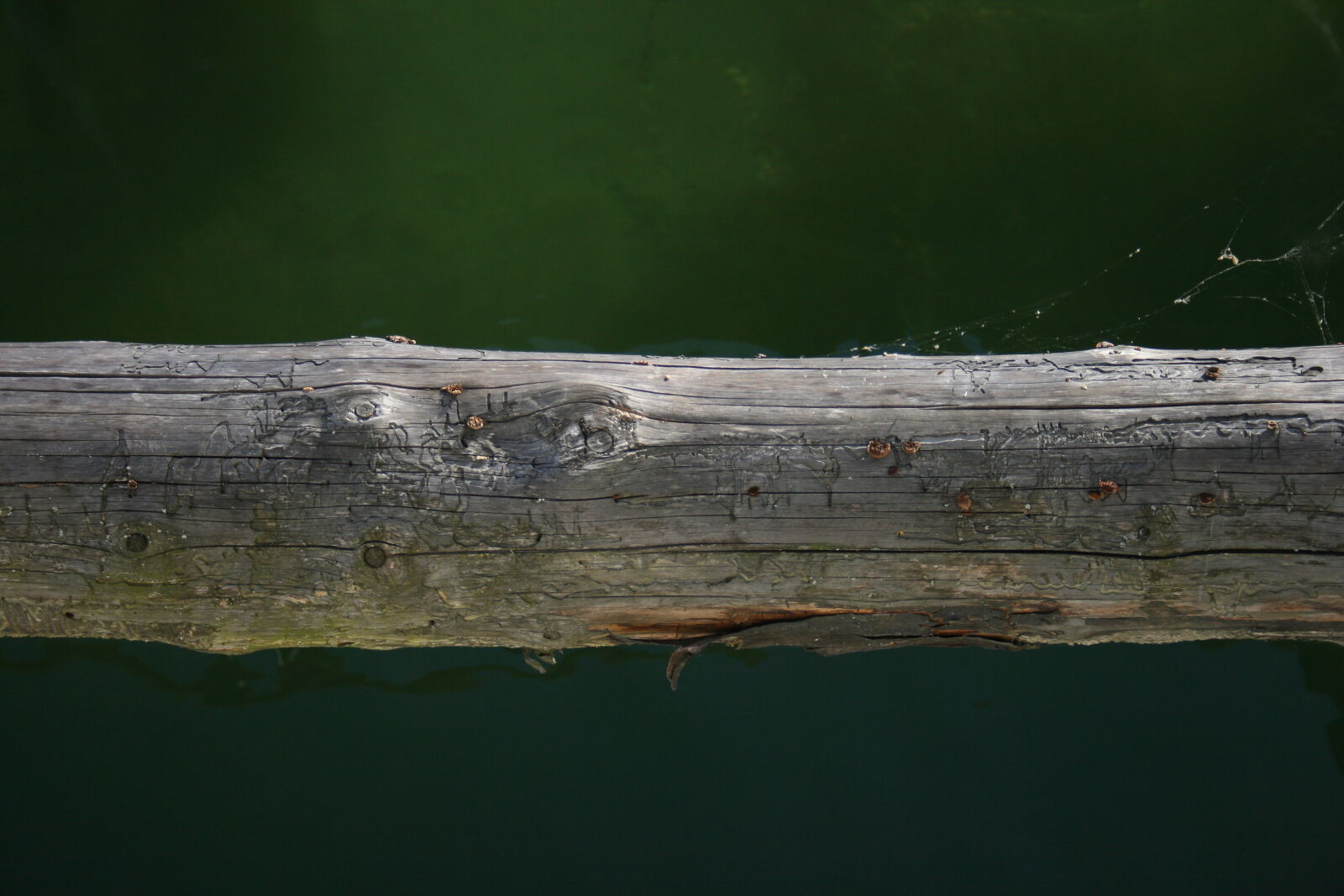 Canon EF-S 18-55mm F3.5-5.6 II sample photo. Bio, biotope, carved, wood photography