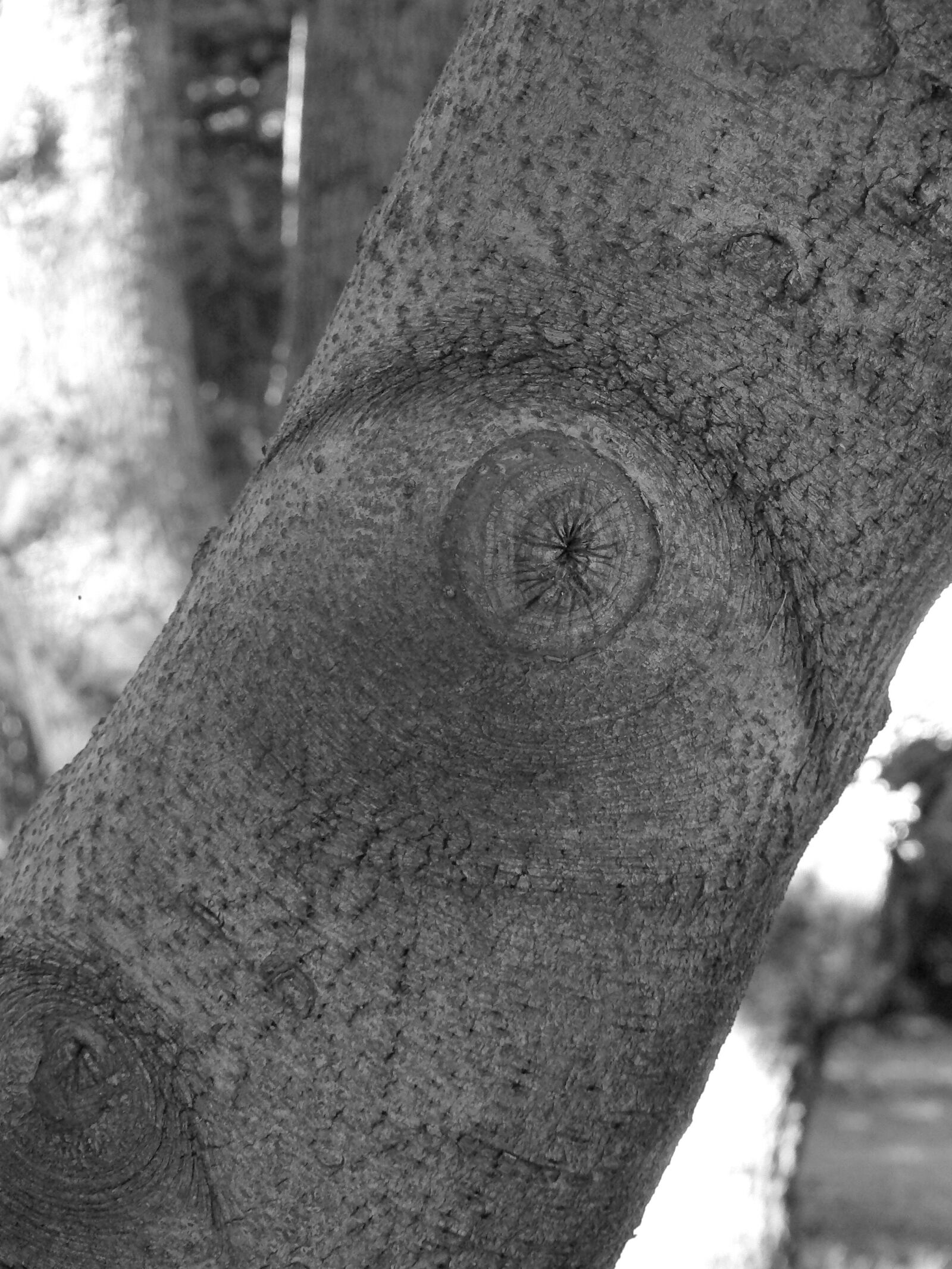 Panasonic DMC-FZ7 sample photo. Tree, wood, nature photography