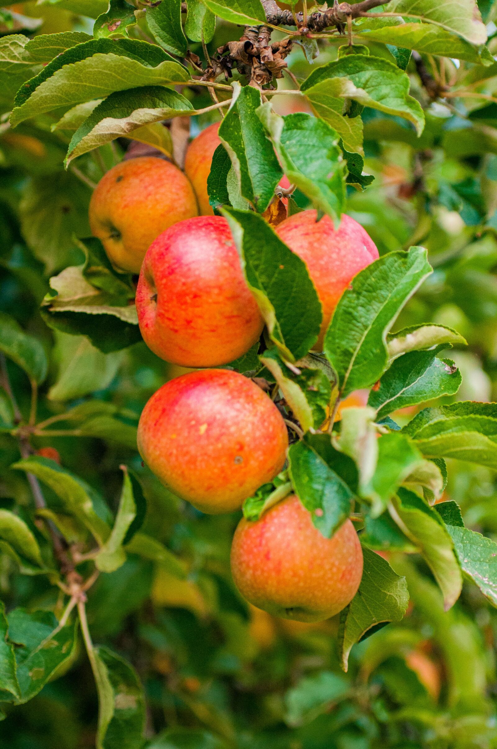 Nikon D90 sample photo. Apple, fruit, autumn photography