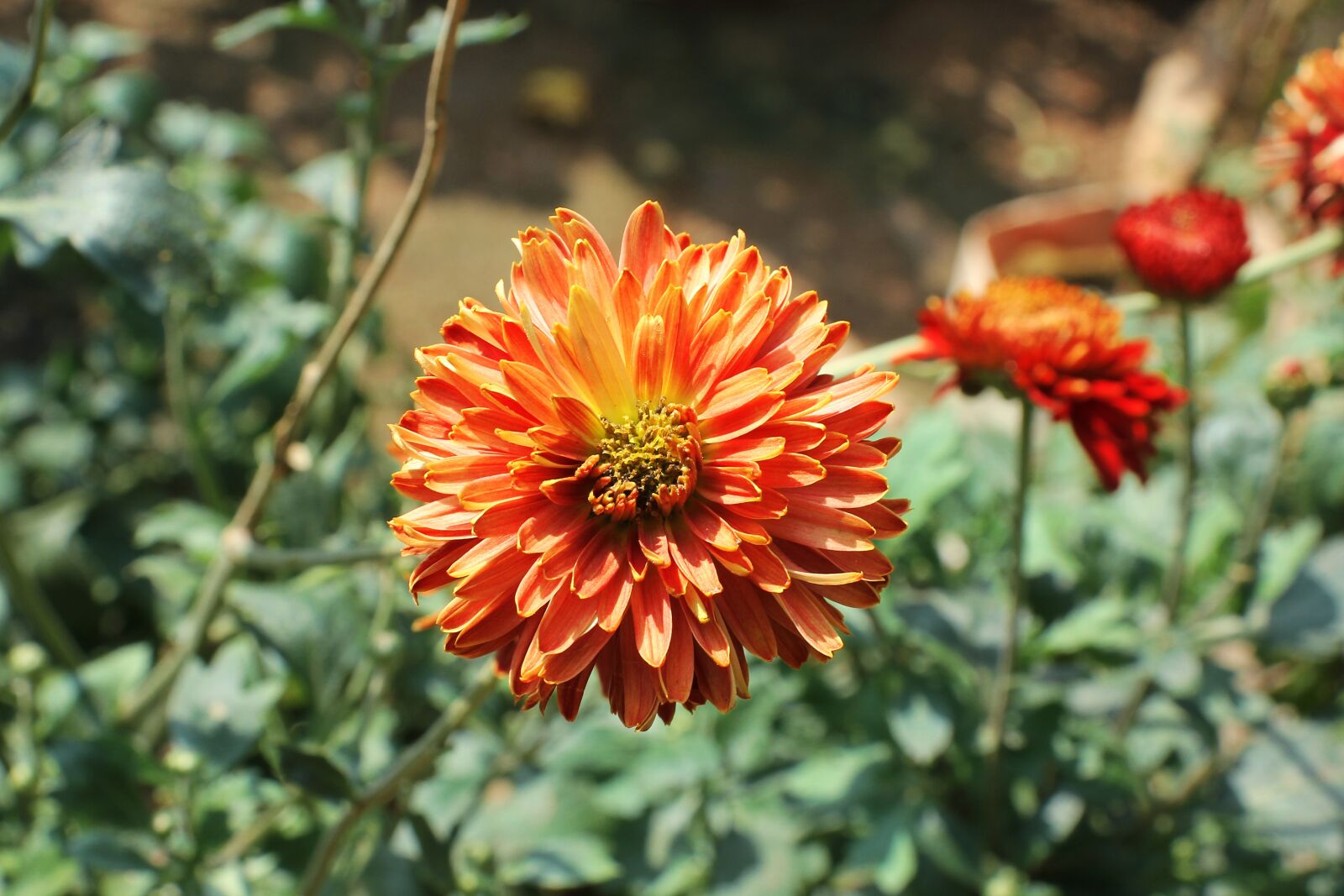 Canon EOS 60D sample photo. Flower, nature, love photography