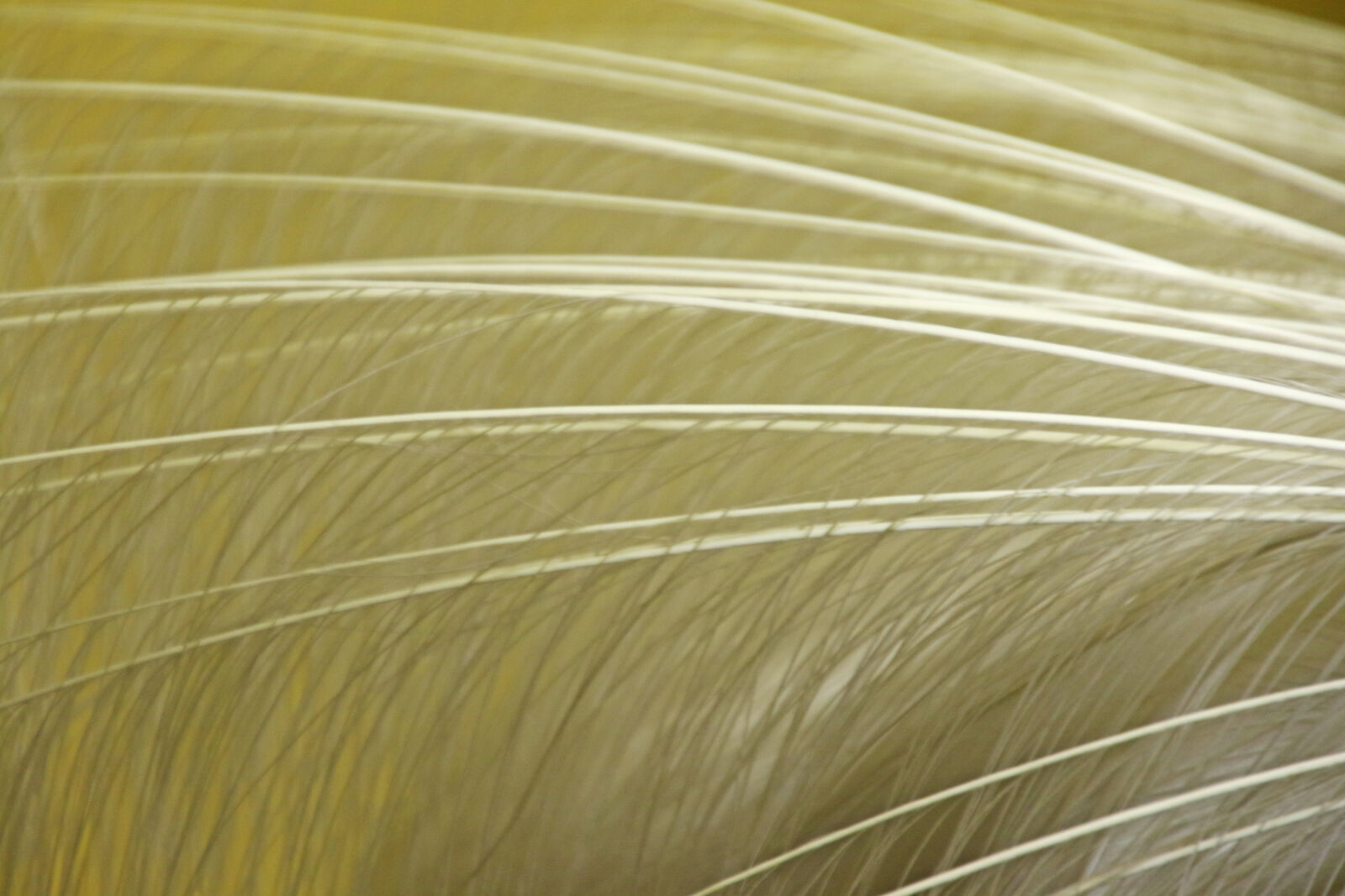 Canon EOS 7D Mark II sample photo. Animal, background, bird, feathers photography