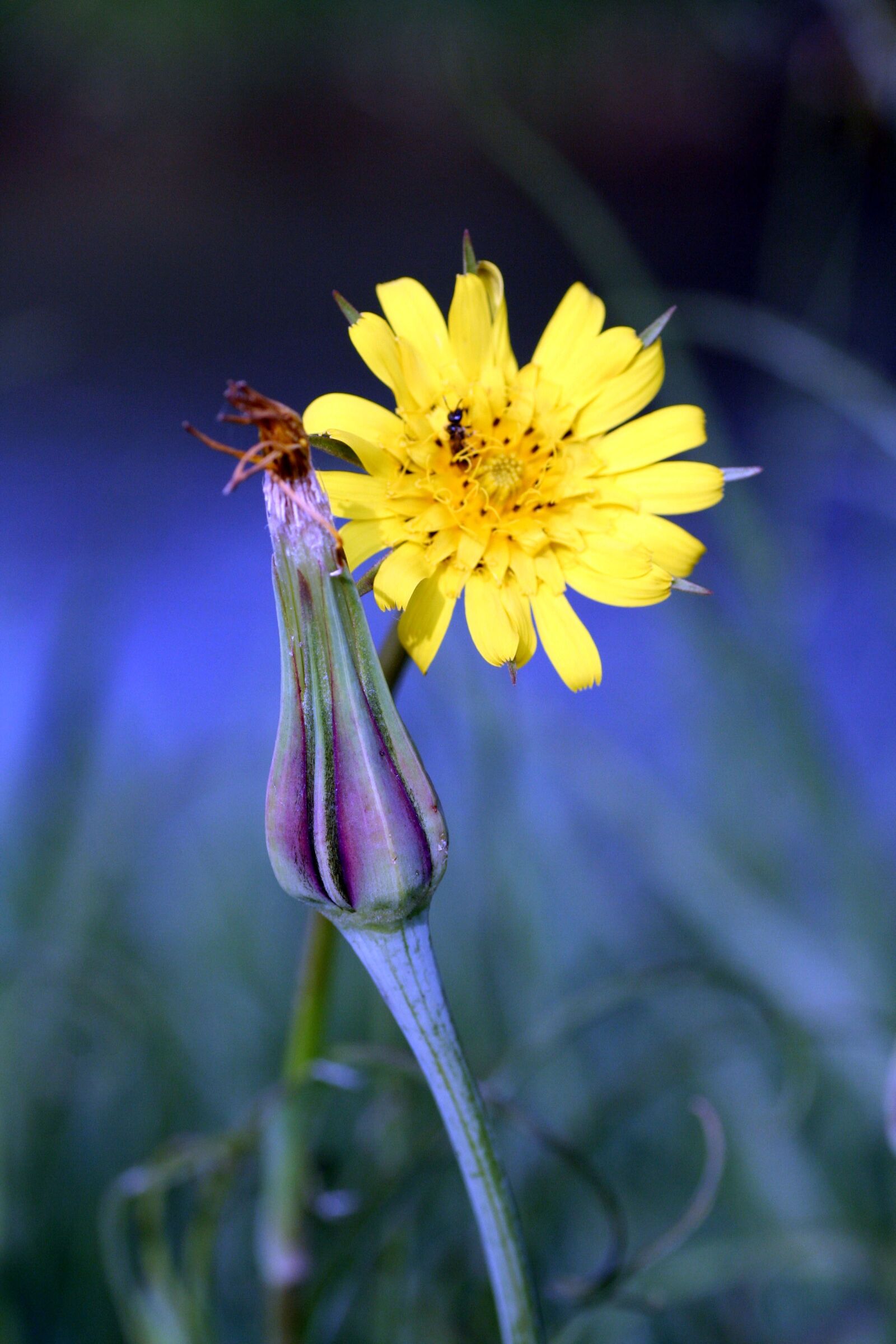 Canon EOS 350D (EOS Digital Rebel XT / EOS Kiss Digital N) sample photo. Flower, dandelion, yellow photography