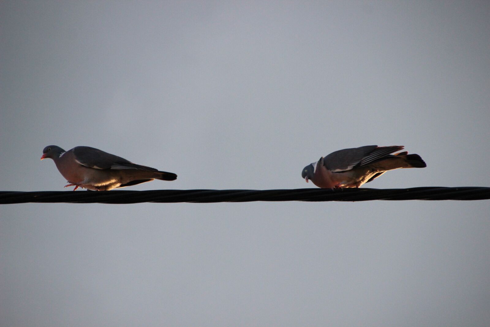 Canon EOS 600D (Rebel EOS T3i / EOS Kiss X5) sample photo. Pigeons, birds, power line photography