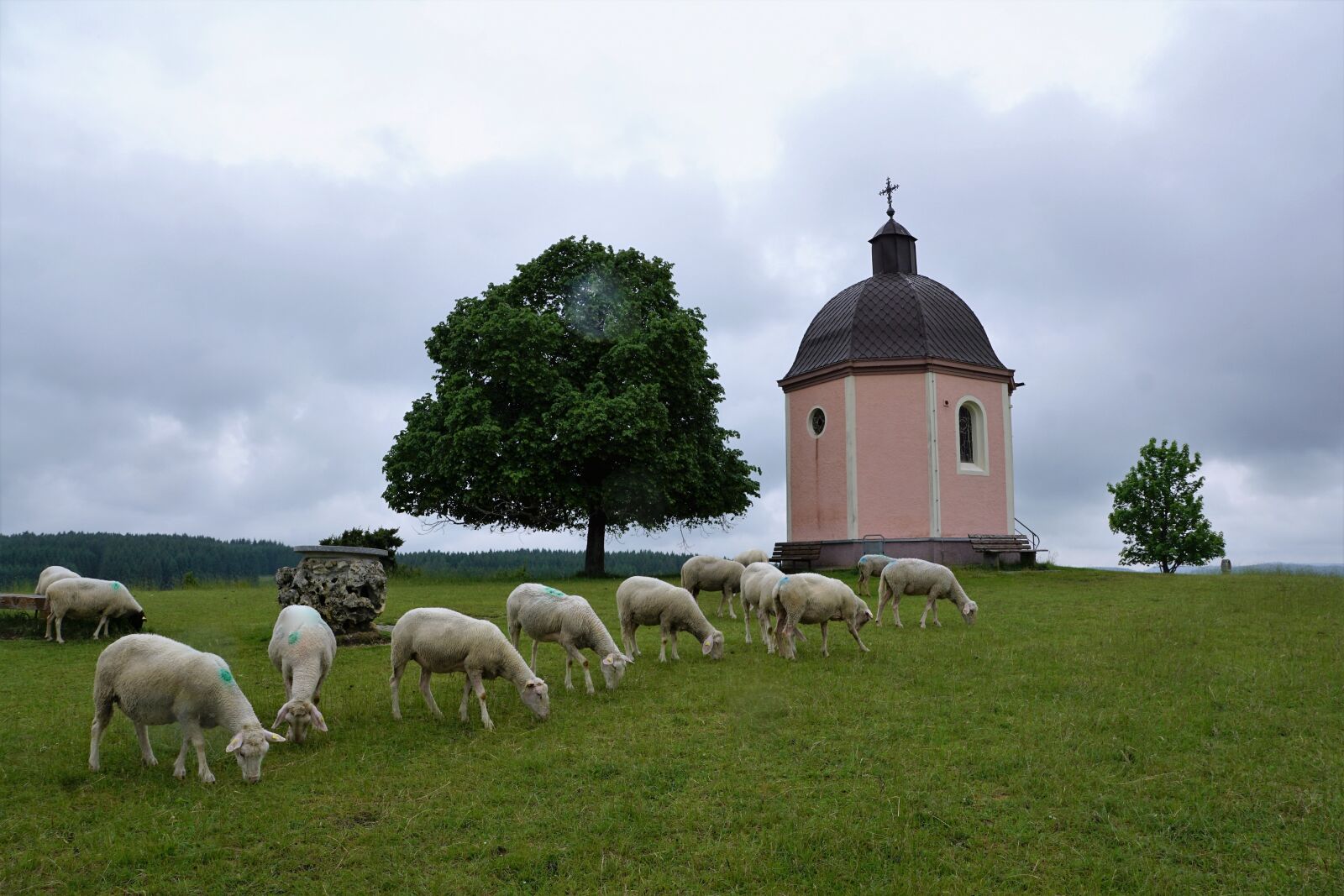 Sony ILCA-77M2 + Sony DT 16-50mm F2.8 SSM sample photo. Church, chapel, sheep photography