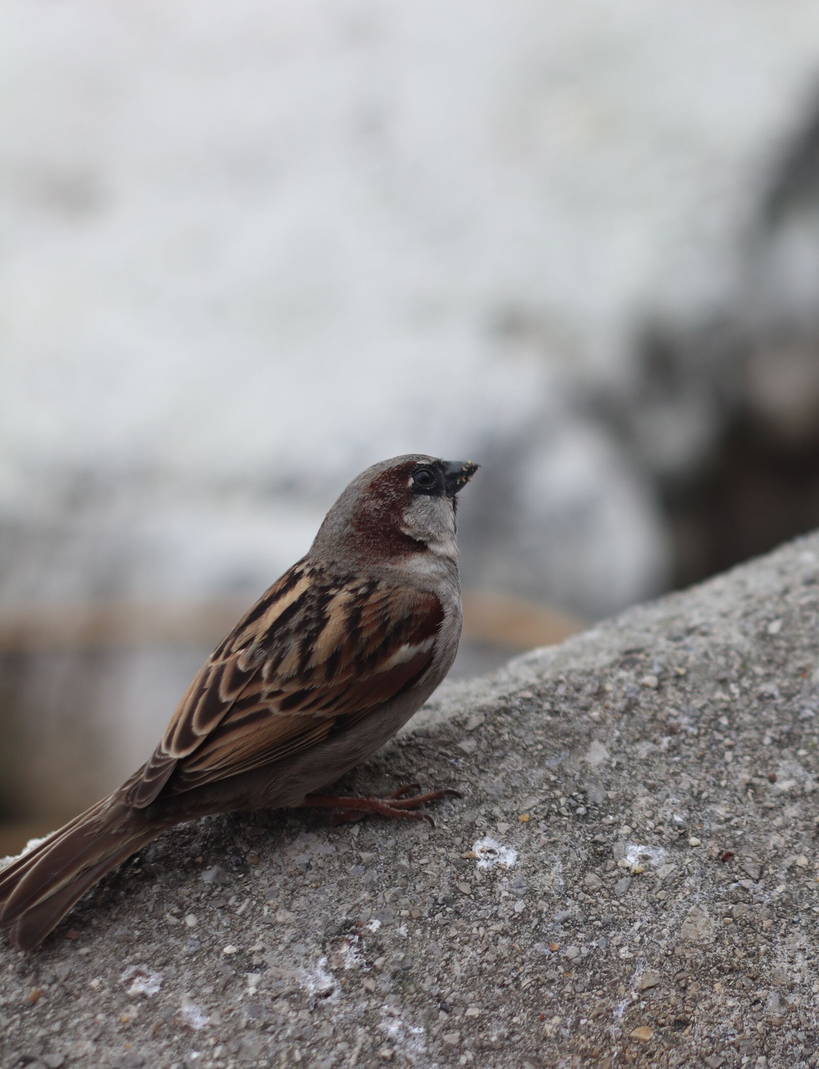 Canon EOS 77D (EOS 9000D / EOS 770D) sample photo. Bird, sparrow, tiny photography