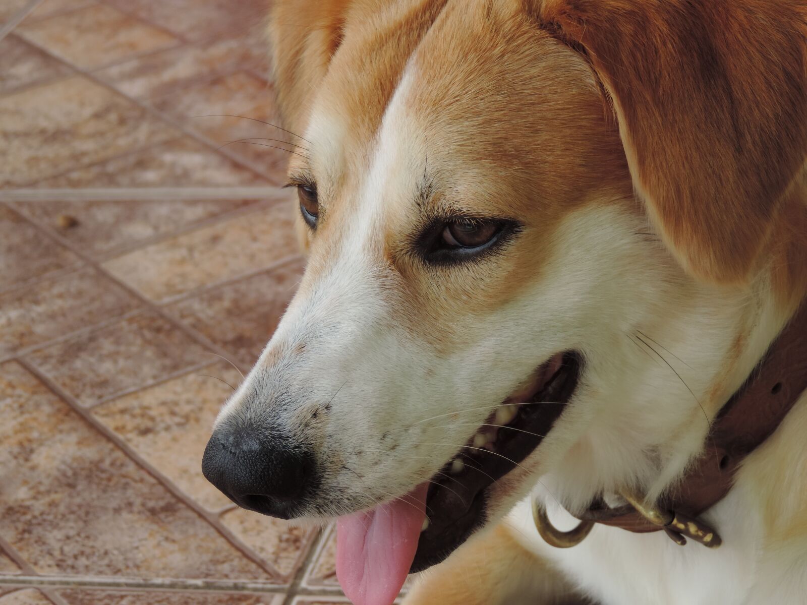 Nikon Coolpix P520 sample photo. Dog, happy, canine photography