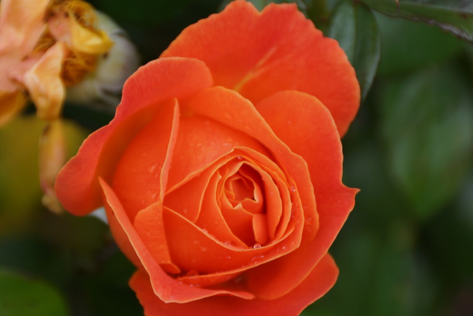 Sony SLT-A77 + Sony DT 18-250mm F3.5-6.3 sample photo. Flower, rose, petal photography
