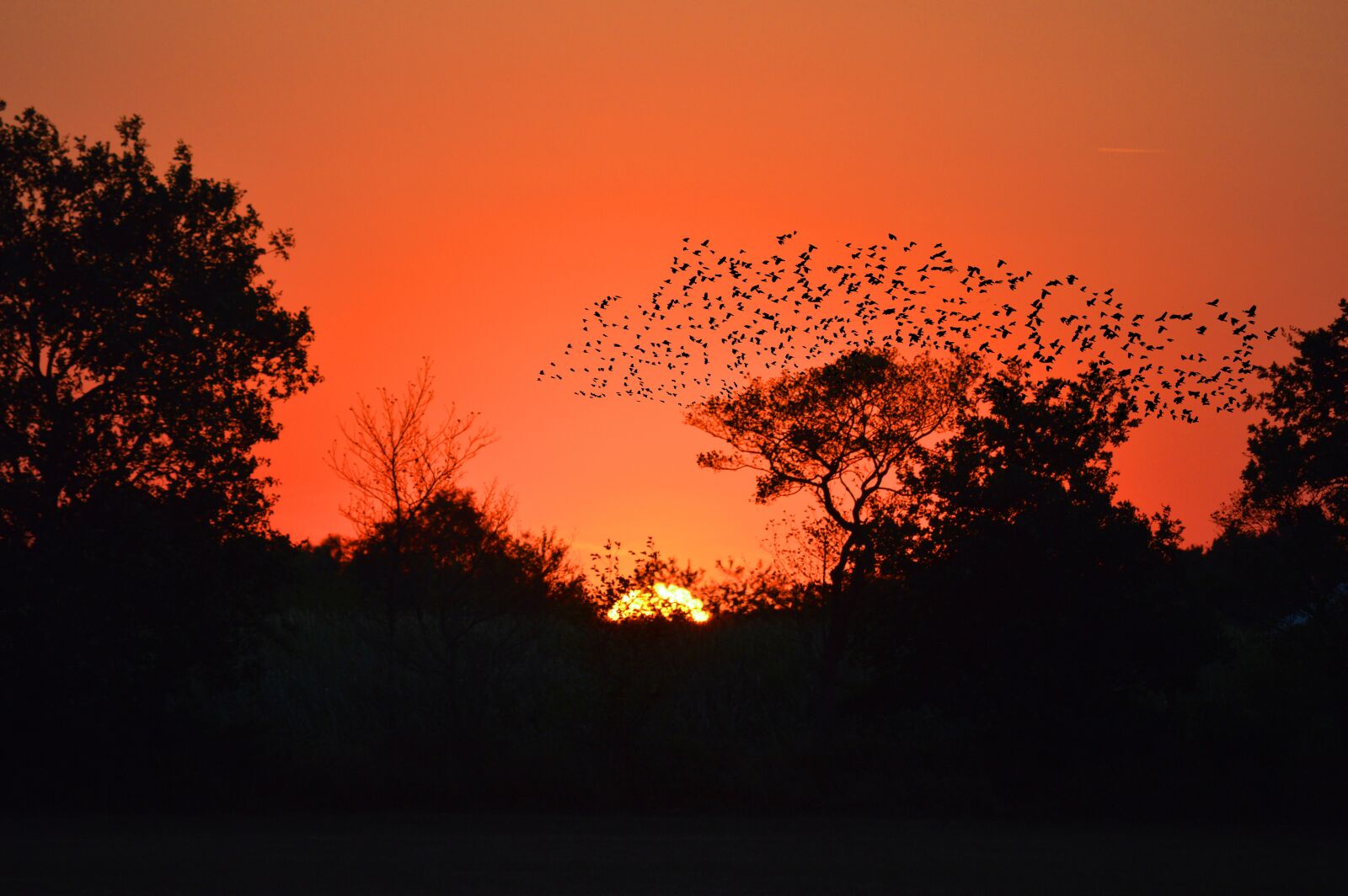 Nikon D3200 sample photo. Sunset, flock of birds photography
