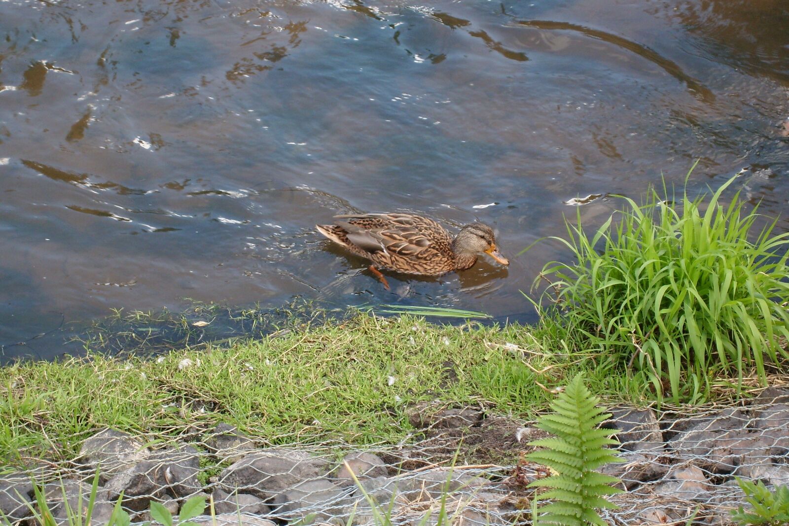 Samsung KENOX S730  / Samsung S730 sample photo. River, nature, wild birds photography