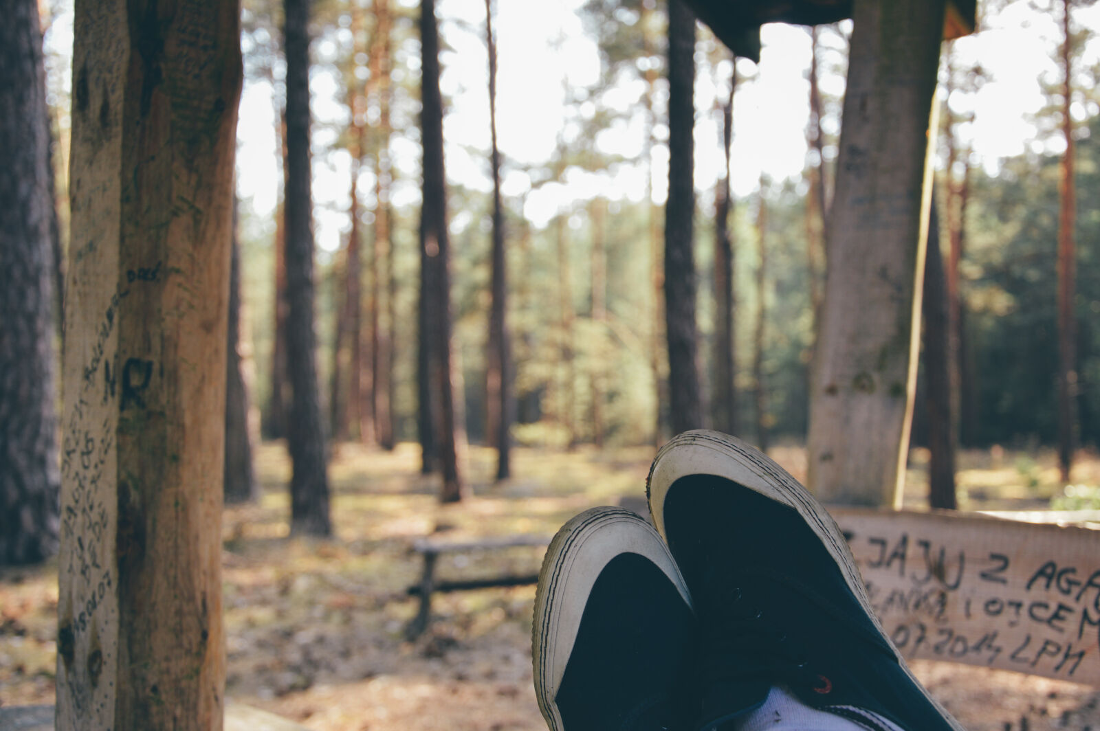 Nikon D3200 sample photo. Forest, relaxation, rest photography