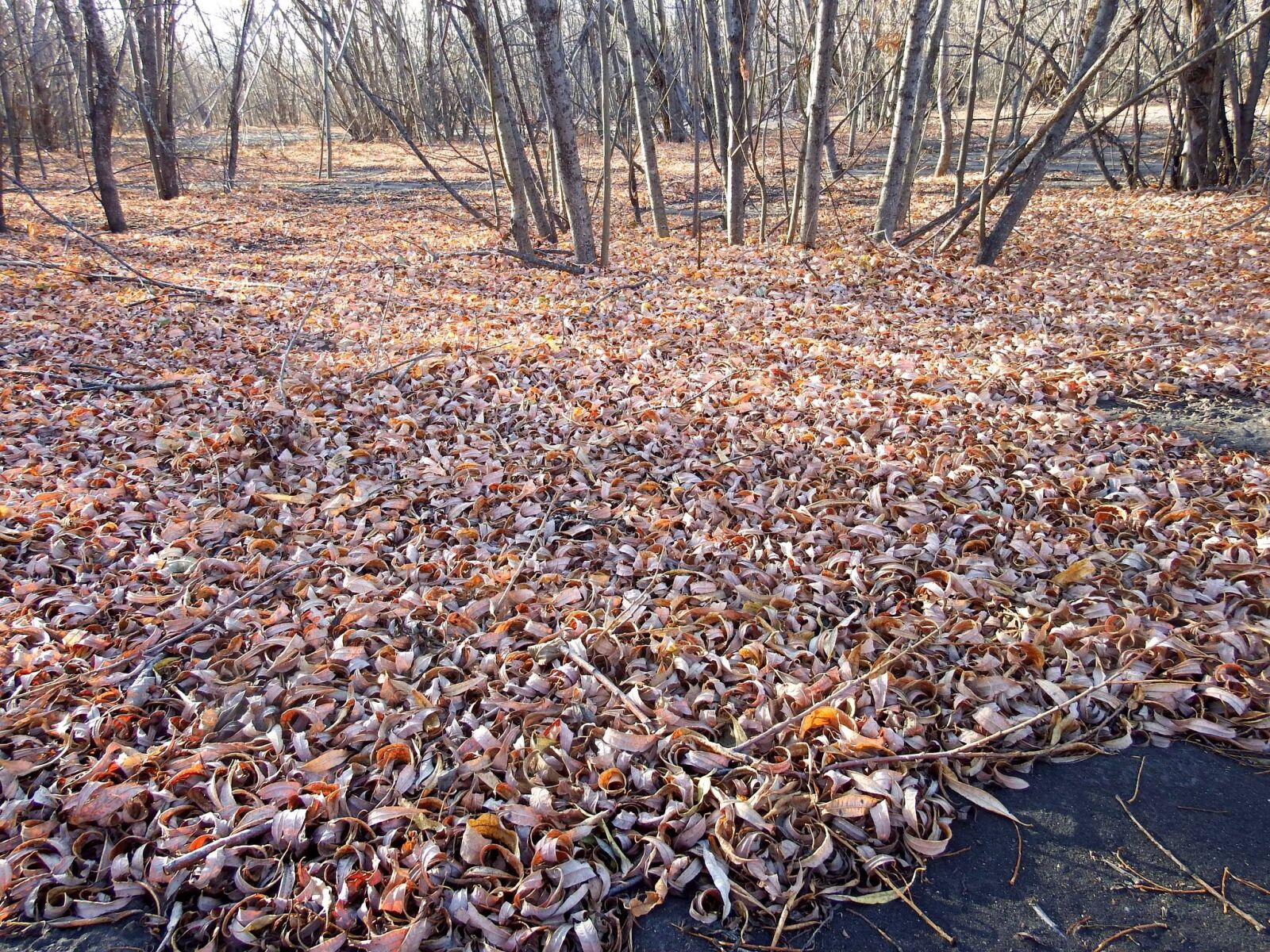 Fujifilm FinePix S1 sample photo. Late autumn, fallen leaves photography