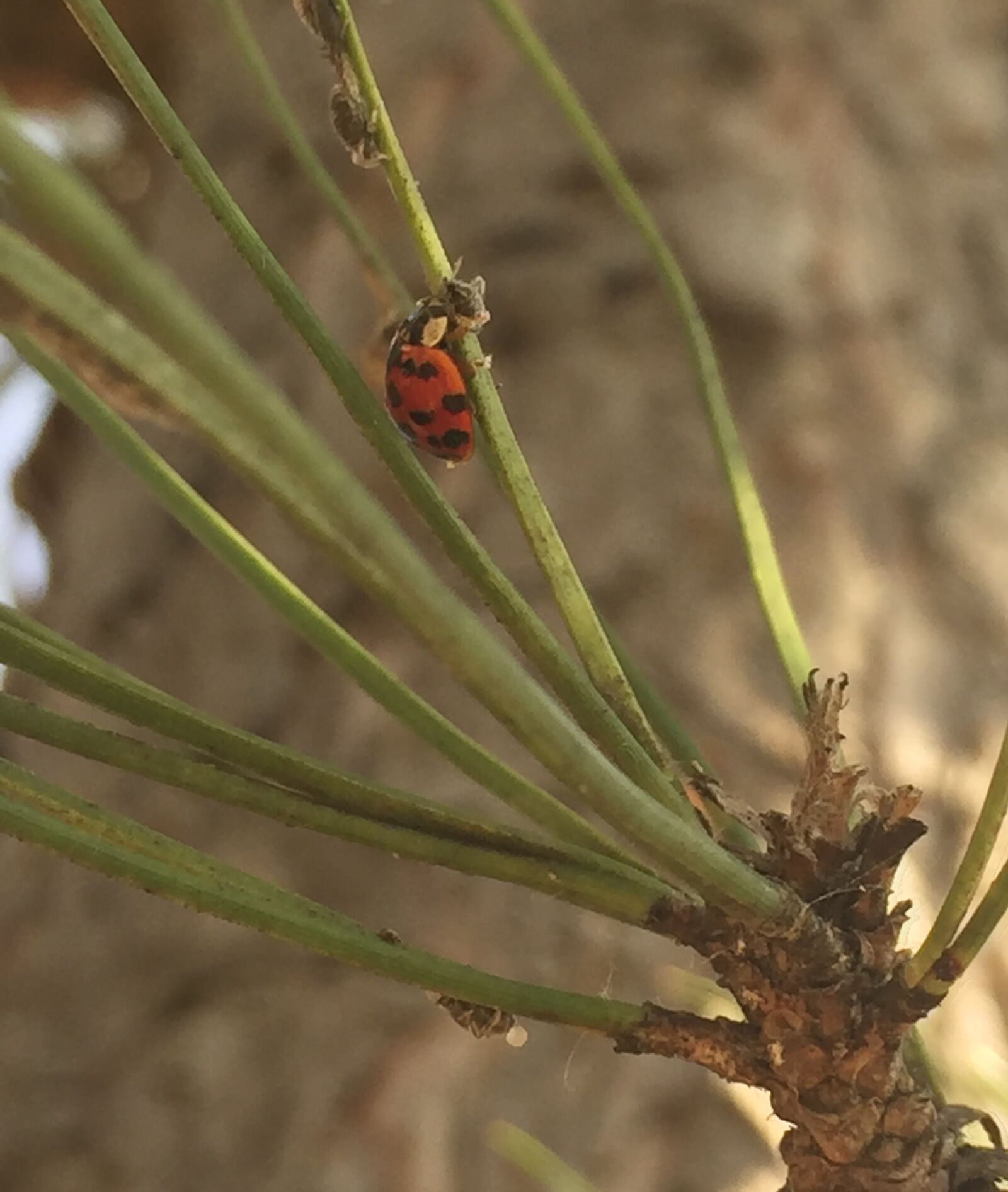iPhone 6 back camera 4.15mm f/2.2 sample photo. Animal, brown, bug, green photography