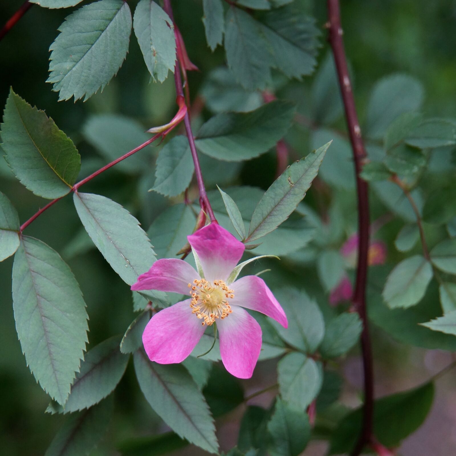 Sony Alpha NEX-7 + Sony E 18-200mm F3.5-6.3 OSS sample photo. Rosa glauca, red flower photography