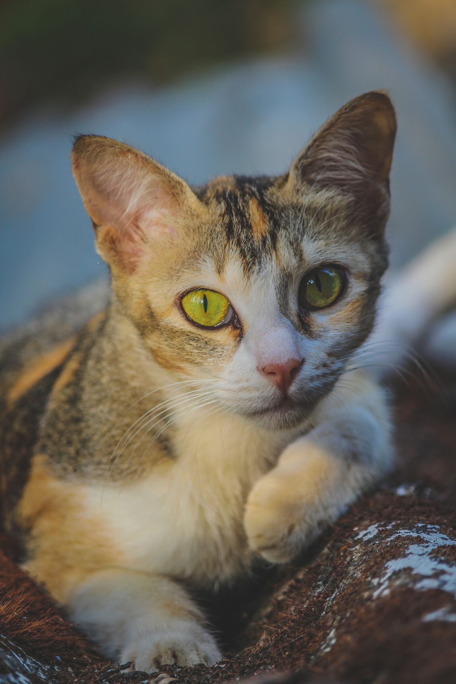 Canon EOS 700D (EOS Rebel T5i / EOS Kiss X7i) sample photo. Cameye, cat, cute, cute photography