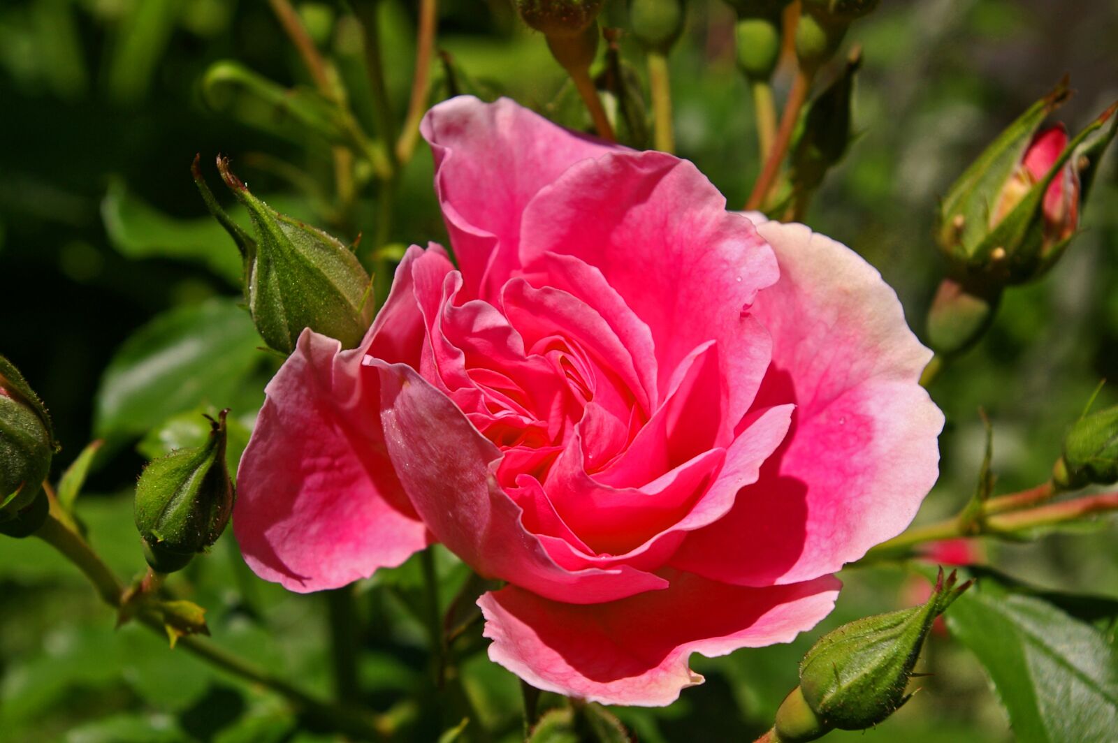 Pentax *ist DL2 sample photo. Rose, pink rose, scented photography