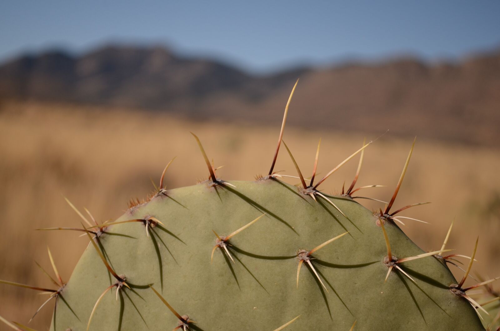 Nikon D7000 sample photo. Cactus, arizona, desert photography