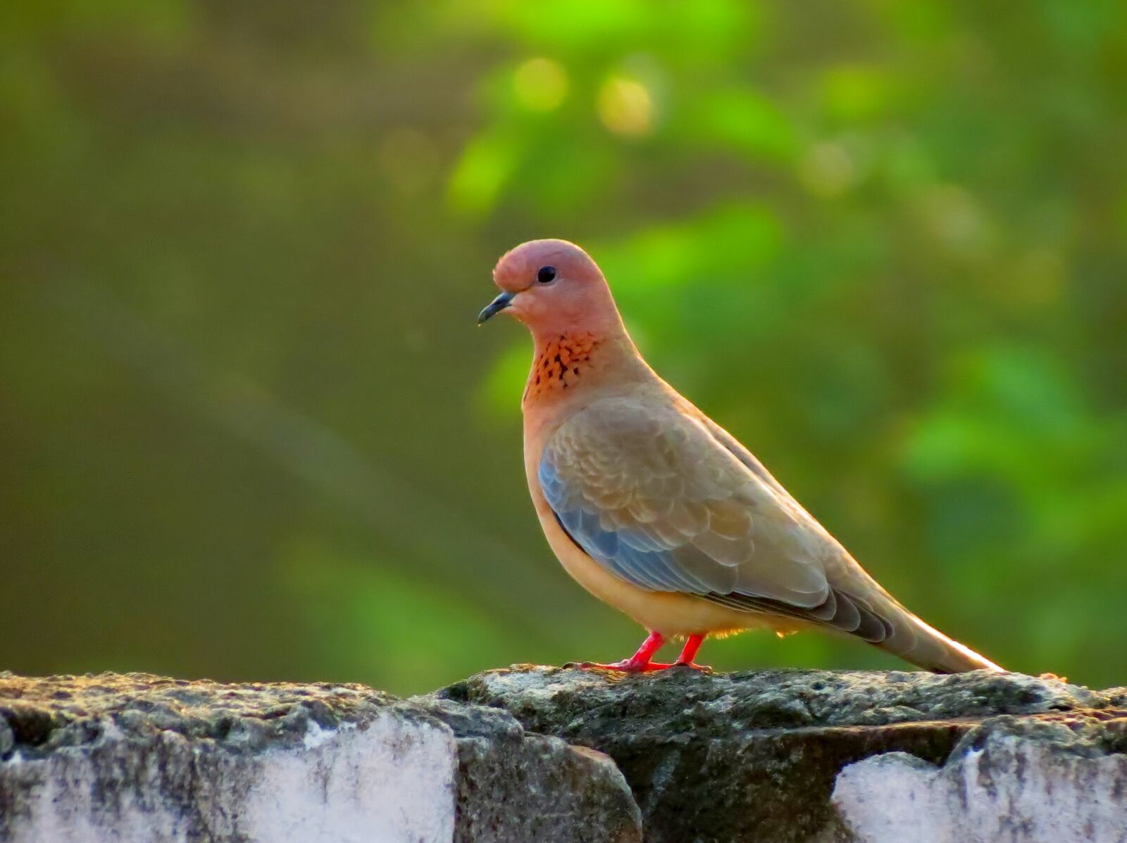 Canon PowerShot SX40 HS sample photo. Bird, laughing, dove photography