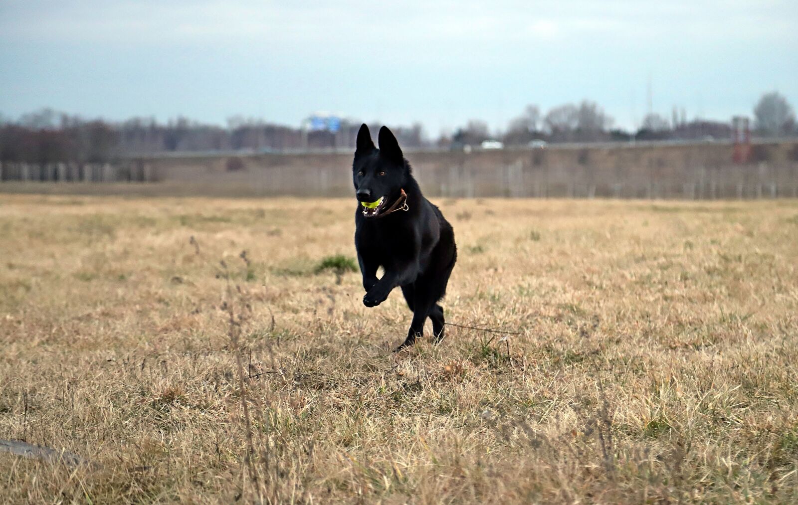 Canon EOS 6D Mark II sample photo. Black german shepherd, dog photography