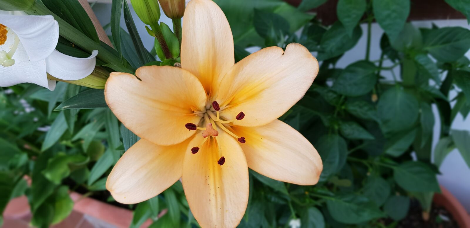 Samsung Galaxy S8 sample photo. Lilies, peach, flowers photography