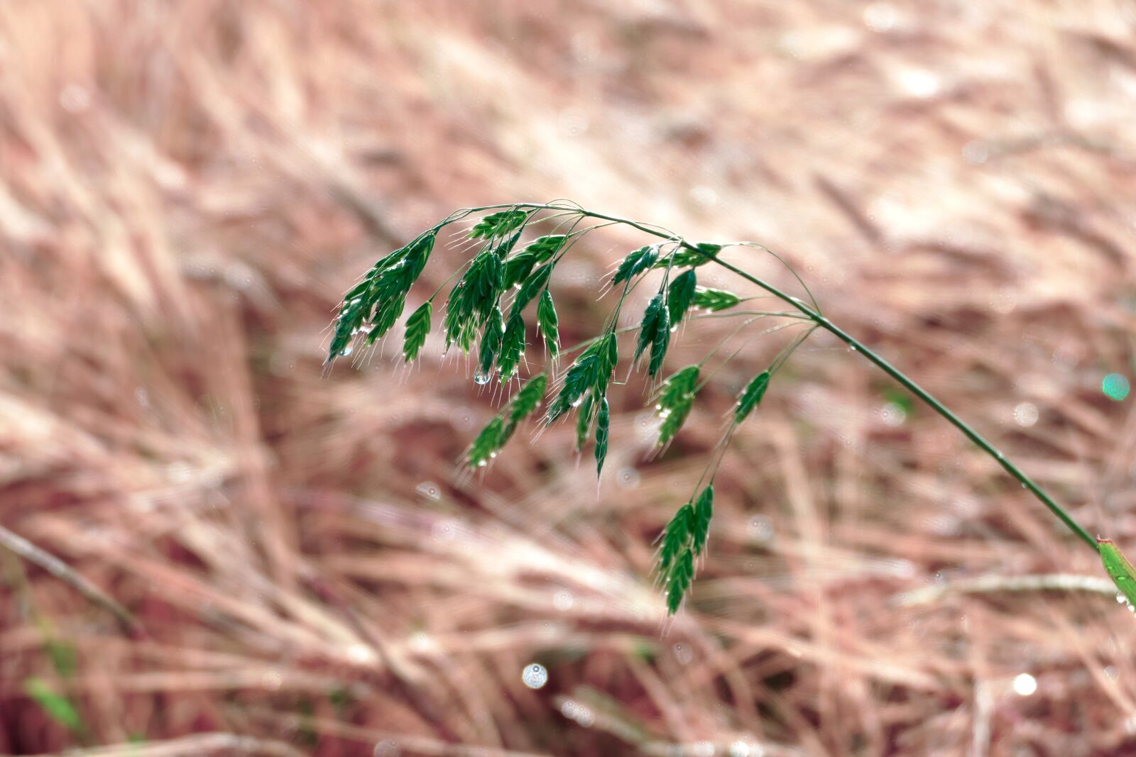 Panasonic Lumix DMC-FZ1000 sample photo. Pointed fescue, festuca pratensis photography